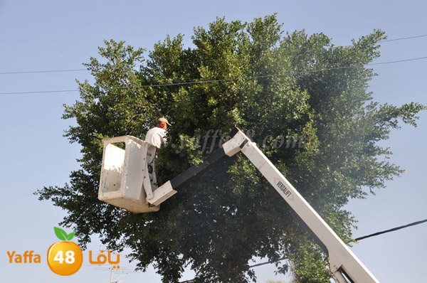 trees lud 1112 (16).JPG